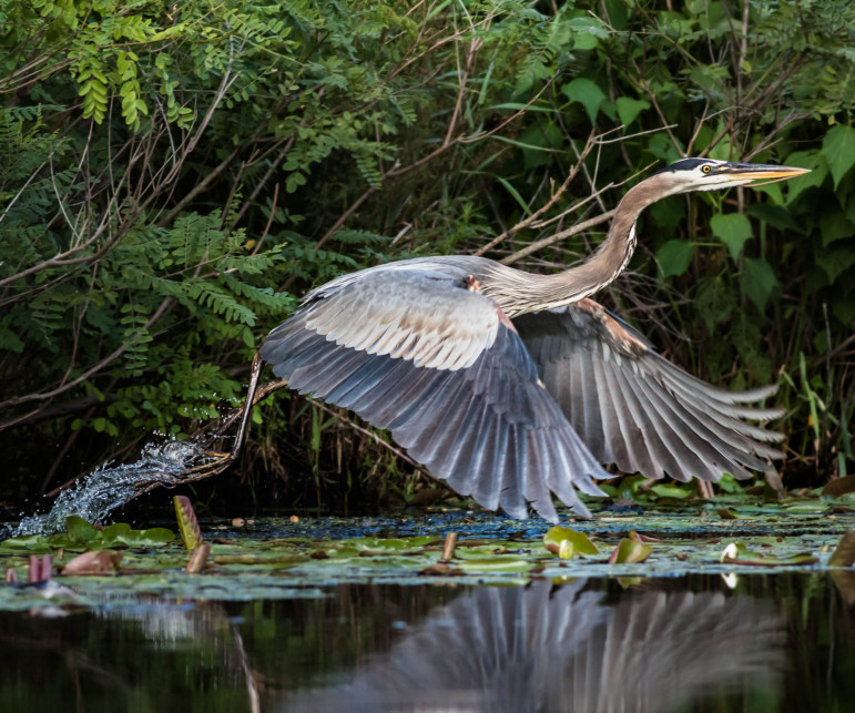 This photo, "Heron Taking Off from Charles," won second place in the Watertown Savings contest.