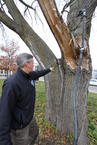 Watertown Tree Warden Chris Hayward points to a crack in the trunk of the tree due to the two sides pulling in opposite directions.