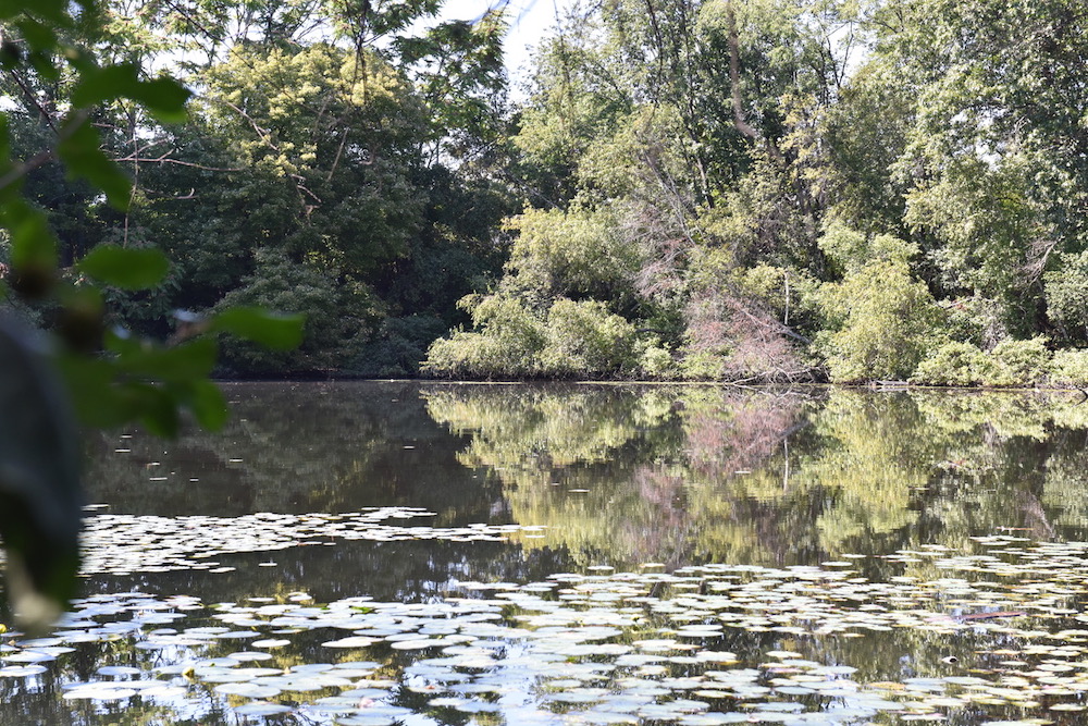 信件：沃克池塘是拥抱自然的机会